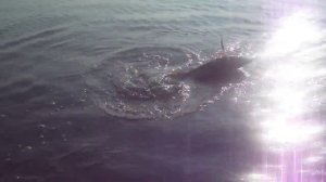 ЛОВЛЯ НА СПИННИНГ НА КУБАНИ