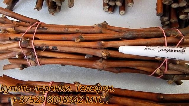 Купить черенки винограда. Беларусь.