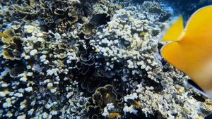 Снорклинг на Бали, Амед, декабрь 2022