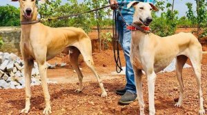 Chippiparai Dog Breed - Facts and Information