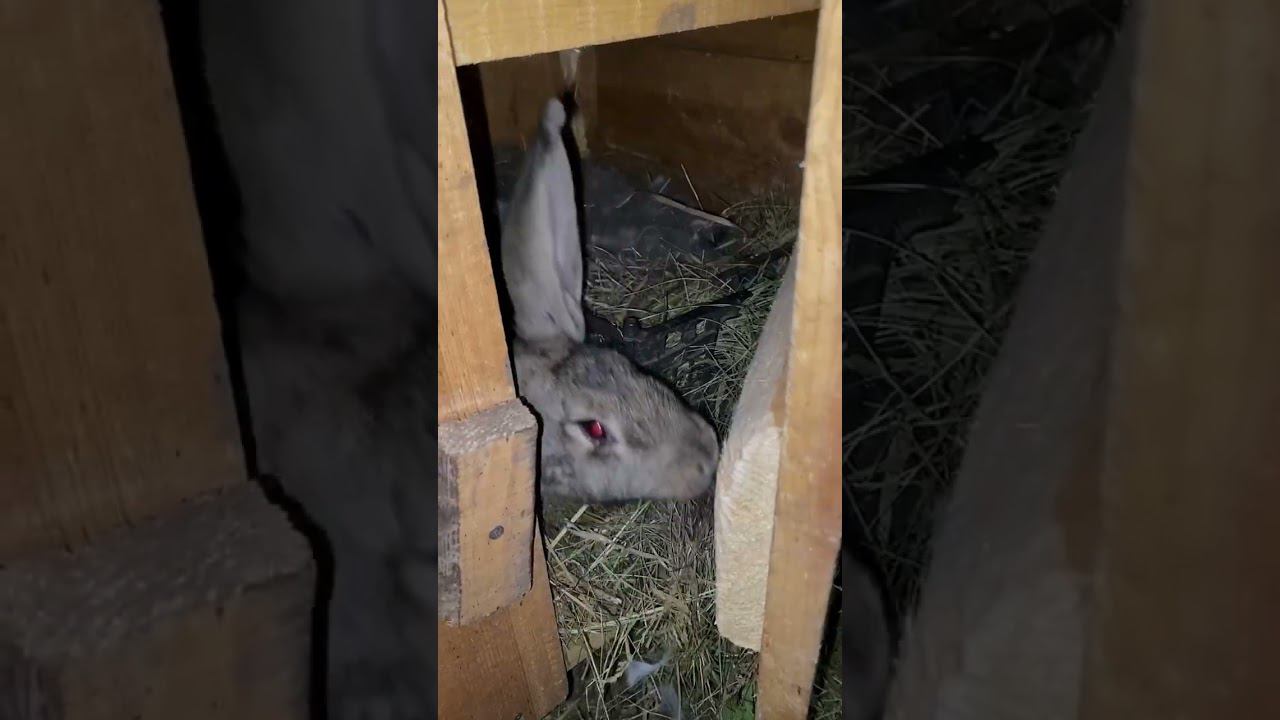 Курицам тоже нужен маникюр или педикюр А в чем разница ? смотреть онлайн