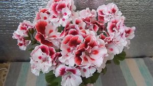 Королевская пеларгония. Уход. Почему не цветет?