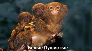 МАРМОЗЕТКА?/Приматы/Животные/Интересные факты