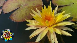 Нимфея Pinwaree (Пинвэйр) кувшинка, waterlily, водные растения, пруд