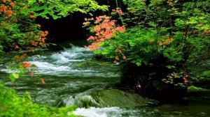 Nature's Symphony: Serene River Stream and Melodic Bird Chirping Relaxing Soundscape for Mindfulnes