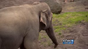 Oregon Zoo’s famous elephant Packy dies at 54