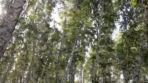 Поёт Валерий Сёмин. "Я НАЗОВУ ТЕБЯ ЗОРЕНЬКОЙ". Муз. Г. Пономаренко, сл. В. Боков