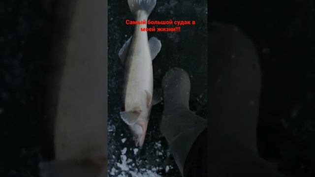 Самый большой судак в моей жизни!!! смотреть онлайн
