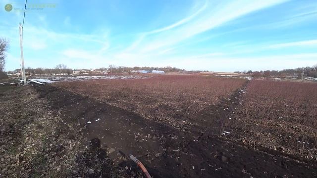 Нитроаммофоска весной под розы + новое удобрение!