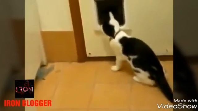 Смешная озвучка животных на осетинском языке ! [Озвучка#1] смотреть онлайн