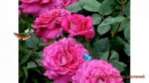 Роза чайно-гибридная Шартрёз дэ Парм ? обзор: как сажать, саженцы розы Шартрёз дэ Парм