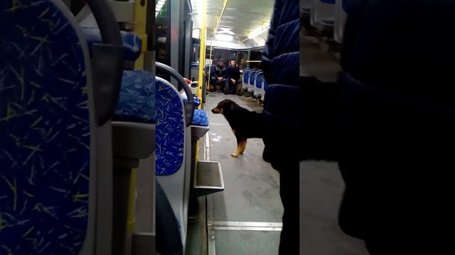 Хочет проехать бесплатно! смотреть онлайн