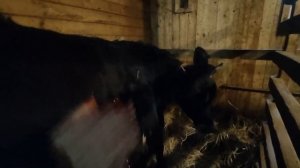 Результат обезроживания коз резинками! #топ #козы #рек #рекомендации #корова #хочуврек