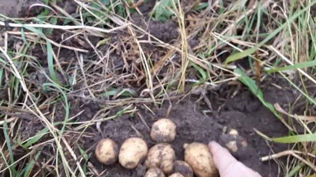 Что будет если не выкапывать картошку
