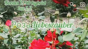 Rose Liebeszauber Kordes 1990 hybrid tea мое сердце ❤ покорила эта Красотка Немецкой селекции ?❗❗❗❗