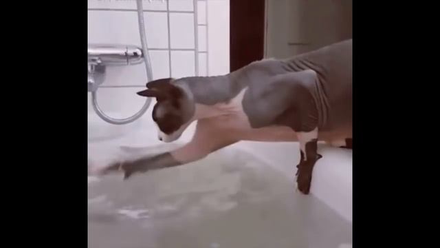 Сфинксы Кошки. Какие они.  Коротко о породе.