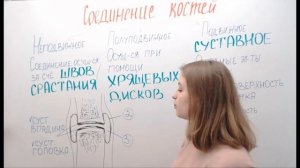 Соединения костей
