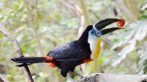 Посмотрите, на Что Способна Самая Дорогая Птица в Мире