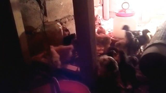 ЦЫПЛЯТА В ГАРАЖЕ 5 ДЕНЬ!разведение птицы в гараже.