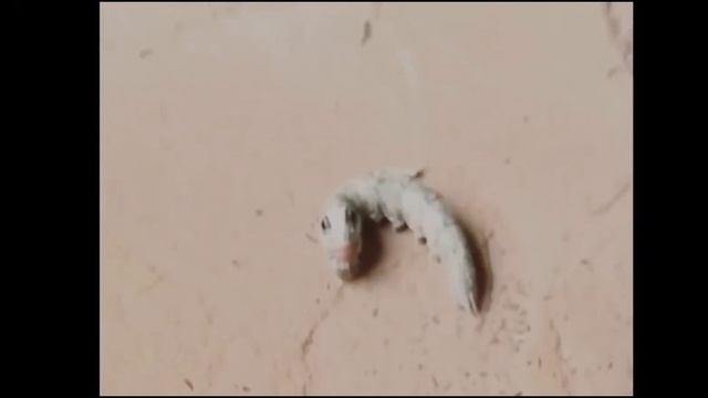 Гусеница с человеческим лицом! смотреть онлайн