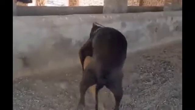 Dog Mating