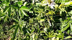 Пассифлора осенью