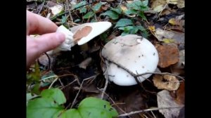 Говорушка (рядовка) дымчатая