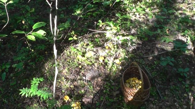 Лисички Съедобные грибы (Cantharēllus cibārius) Chanterelle смотреть онлайн