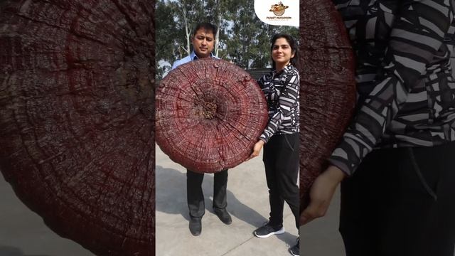 We have Real Ginormous Reishi Mushroom | Ganoderma Lucidum