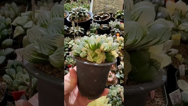 Haworthia obtusa ‘RWX’ variegate, #rennyshaworthia. Online webstore: https://sales.maughanii.com