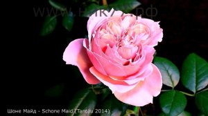 Как распускается роза  Шоне Майд (Чайно гибридная) Timelapse Rose 4К.Schone Maid  (Tantau 2014)