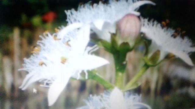 Вахта трехлистная: лечебные свойства и противопоказания. смотреть онлайн