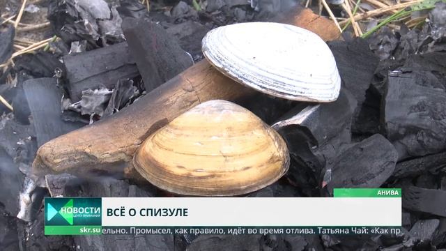 Спизула. Как на Сахалине собирают и готовят деликатесных моллюсков