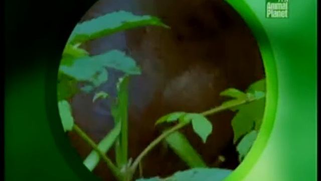 Защита растений от животных