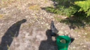 Оха,Сахалин,собираем урожай?