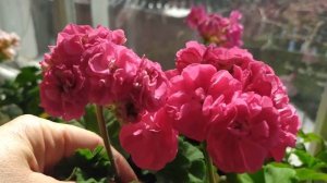 Цветущие пеларгонии #пеларгония #цветы#весна#герань