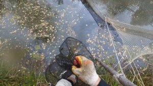 Как вырастить форель в обычном пруду . Норка попалась в ловушку . Как ловить норку и выдру в пруду