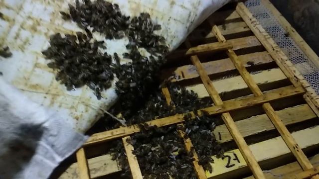 Пчелы в декабре. Зимовка пчел 21 -22г.
