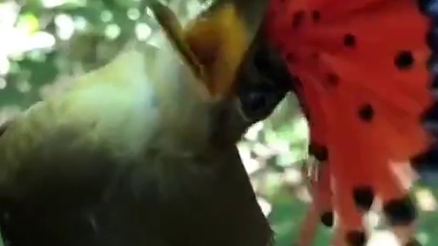 Тропические птицы