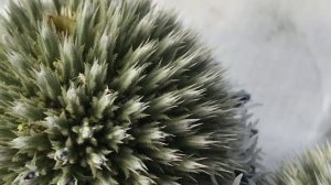 Съемка на айфон 7+