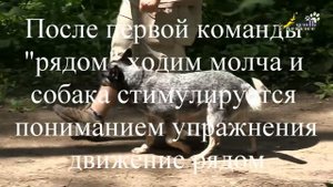 Как научить собаку работать с кормом и как уйти от корма в дрессировке собак