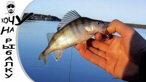 Утренний стрит фишинг на 1-е сентября. Мы нашли стаю голодных окуней