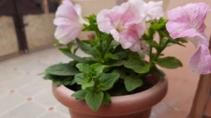 beautiful pink Petunia flower @mkmishravideodiary