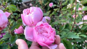 David Austin Rose The Alnwick Rose🌹