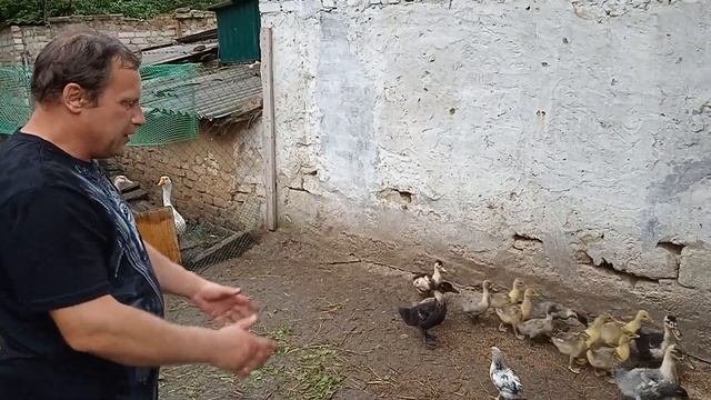 Выпустил Сборную) Утята-Гусята-Цыплята вместе весело живут!