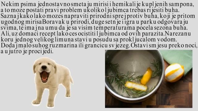 Prirodni sprej protiv buha - RECEPT смотреть онлайн