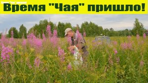 "Иван Чай" - ферментация, сушка. Иван Чай от А до Я! Пришло время Кипрея!