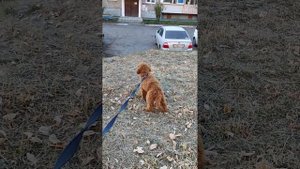 пудель средней/Бакс/поводок это плохо/ кушает по команде