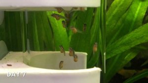 Развитие малька из икринки за 9 дней  - Меланохромис Ауратус