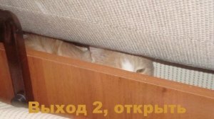 Достать кошку из-за дивана.
